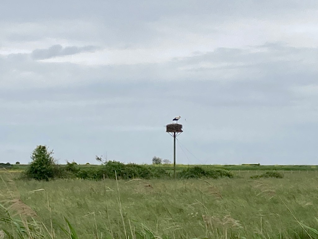 Stork on a perch.